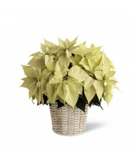 White Poinsettia - 8 inches White Poinsettia - 8 inches